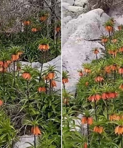 Diyarbakır'da 'ters laleler' doğayı renklendirdi