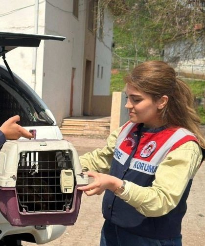 Diyarbakır'da yaralı şahin tedavi altına alındı