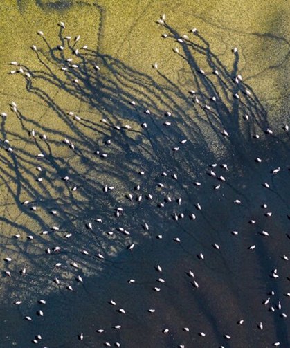 Düden Gölü’nde flamingolardan görsel şölen