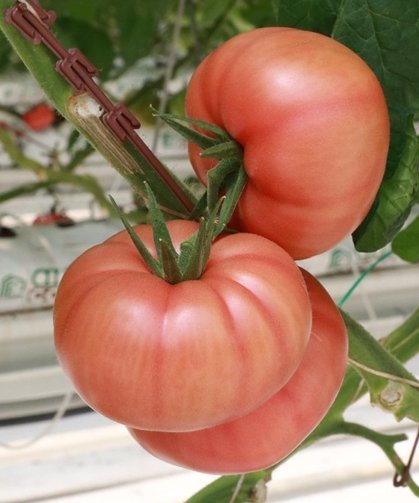 Şanlıurfa'da topraksız tarımda hasat dönemi