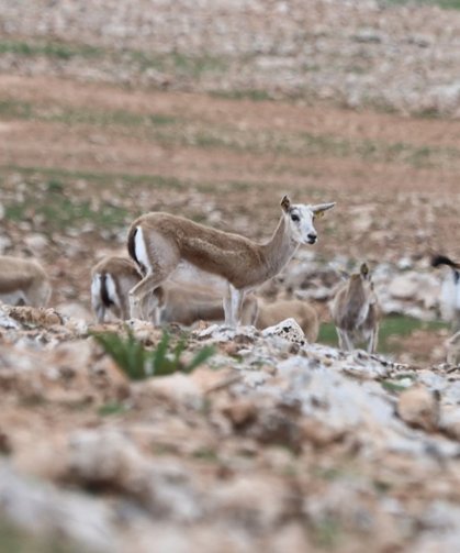 Urfa’da ceylanlarının envanterine yapay zeka desteği
