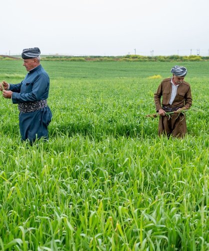 Irak Kürdistan Bölgesi’nde yüzleri güldüren gelişme