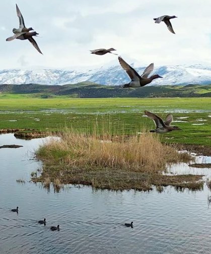 Bitlis’in kuş cenneti