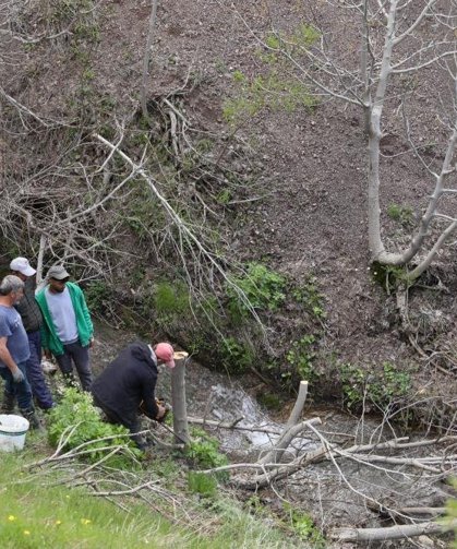 Diyarbakır'da 10 bin yabani ceviz ağacı aşıyla verimli hale getiriliyor