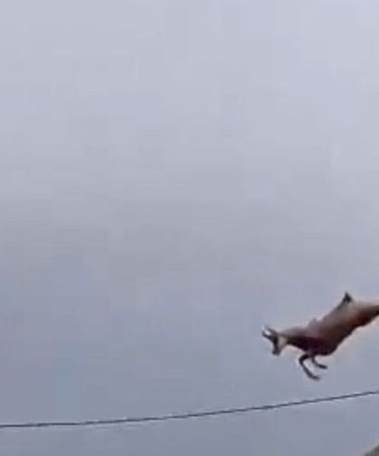Çengel boynuzlu dağ keçisinin uzun atlayışı kamerada