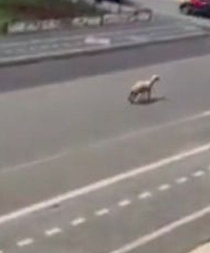 Diyarbakır’da kurbanlık koyun trafiği karıştırdı