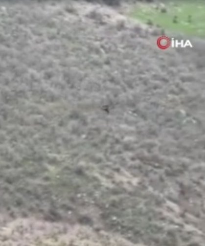 Şırnak’ta nefes kesen av: Kartal, domuz yavrusunu kaptı