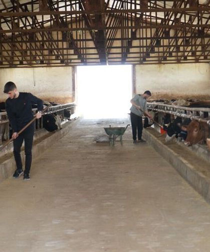 Muş’tan batı illerine 50 bin kurbanlık