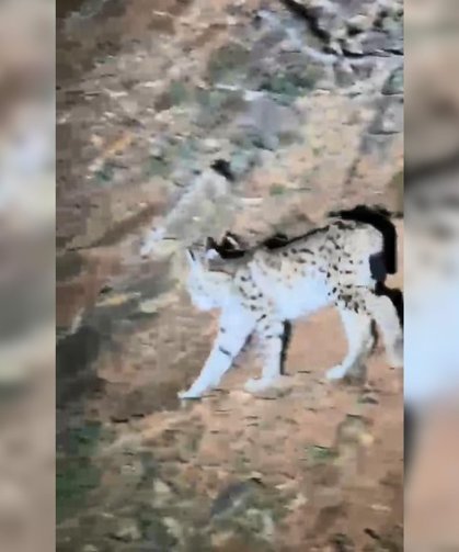 Tunceli’de koruma altında bulunan ‘vaşak’  görüntülendi