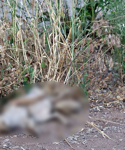 Diyarbakır Hevsel'de bir tilki daha eksildi