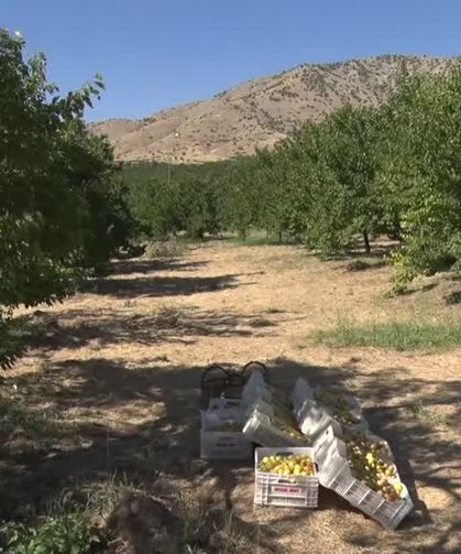 Elazığ'da 110 bin 500 dekarda kayısı hasadı