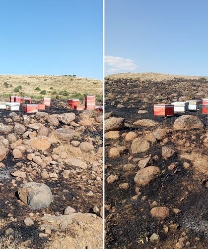Arazi yangınında Arı kovanları zarar gördü