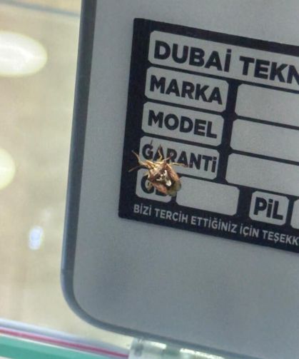 Diyarbakır'da görülen böcek herkesi hayrete düşürdü