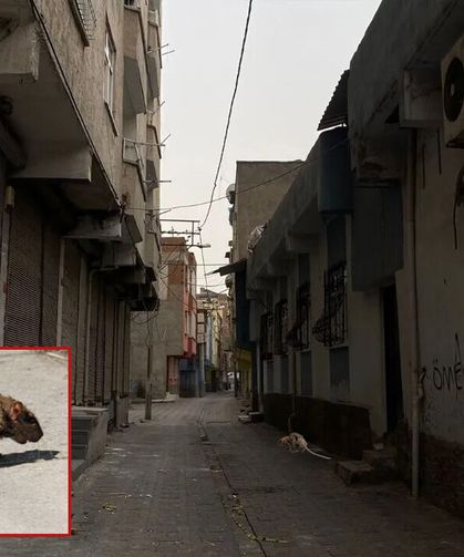 Diyarbakır Bağlar’da fareler cirit atıyor: Mahalle sakinleri çözüm bekliyor