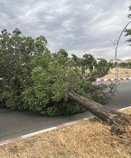 Van’da fırtına ağaçları kökünden söktü