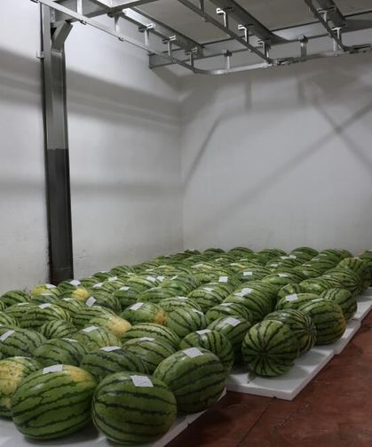 Diyarbakır karpuzları yarışmaya hazırlanıyor