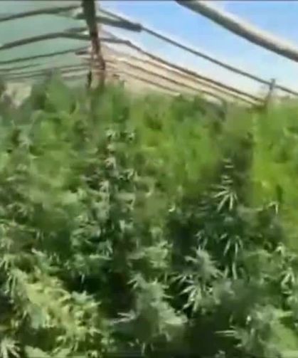Diyarbakır'da 5 bin 400 kök Hint keneviri ele geçirildi