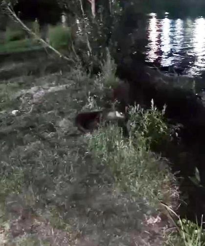 Dicle Nehri'nde su samuru görüntülendi