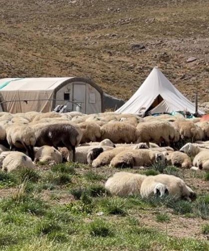 Tunceli’de ‘çoban’ sıkıntısı