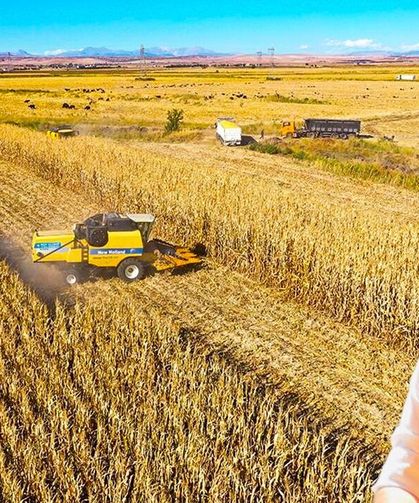 Diyarbakır’da mısır ekiminde olumlu gelişme: Çiftçinin fiyat beklentisi 16 TL