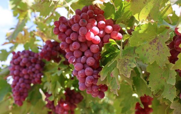 Bağ bozumunda rekor: Bir salkımda 4 kilo 700 gram üzüm