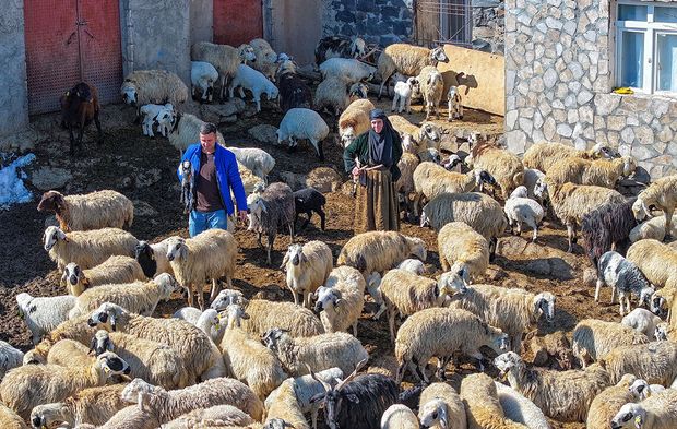 Yağışlar Karacadağ'da besicilerin yüzünü güldürdü