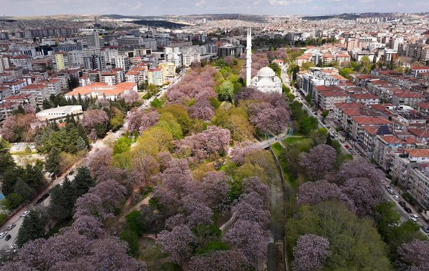 Gaziantep'te çiçek açan pavlonyalar parkları renklendirdi