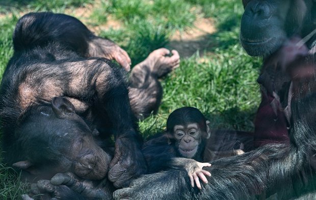 Gaziantep Doğal Yaşam Parkı'nda yavru şempanze ilgi odağı oldu