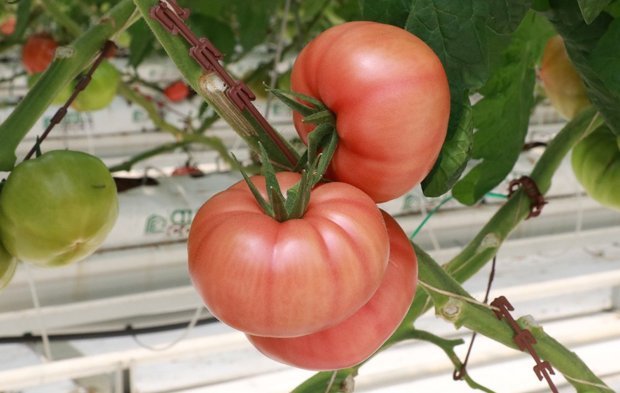 Şanlıurfa'da topraksız tarımda hasat dönemi