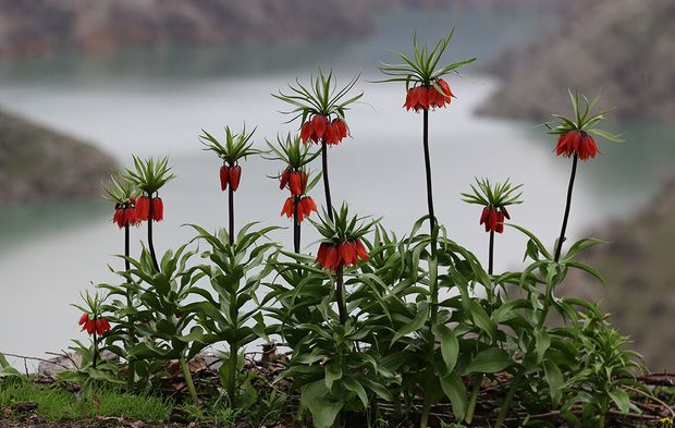 Şırnak'ta açan ters laleler doğayı renklendirdi