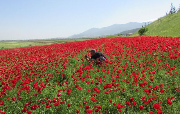 Gelincikler ovayı kırmızıya boyadı