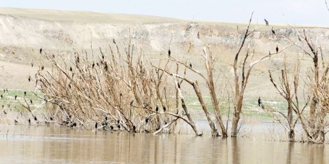 Baraj suyu çekildi  ağaçlar ortaya çıktı