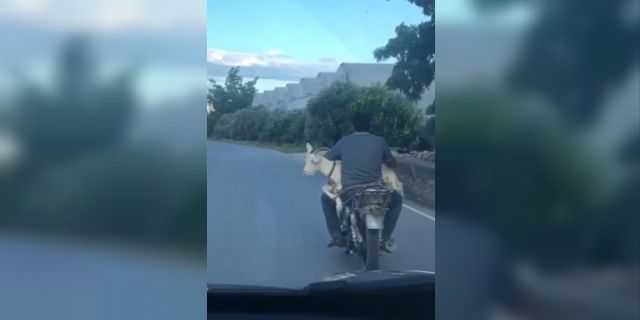 Keçinin motosiklet yolculuğu gülümsetti (VİDEO)