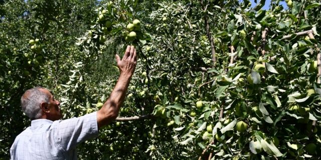Kuraklığın uğramadığı köyde tonlarca elma yetişti