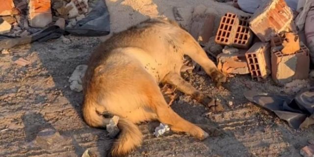 Diyarbakır Ergani’de köpek katliamı! (video)
