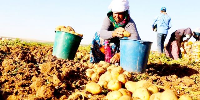 Tarım işçilerinin günlük ücretleri yüzde 87,1 arttı