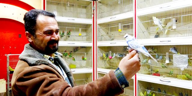 ‘Deprem kuşu’ diye almaya başladılar:  Ötücü kuşlara ilgi arttı