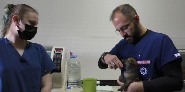 Kars’ta yavru kurtlar biberonla besleniyor (Videolu)