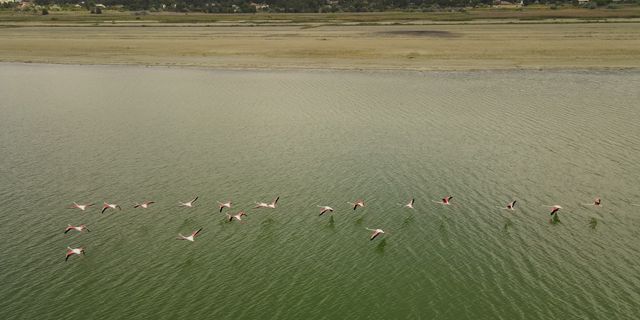 Kuraklıkla boğuşan Burdur Gölünde Flamingoların dansı