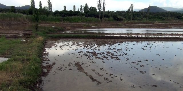 Sağanak yağış çeltik arazilerine zarar verdi