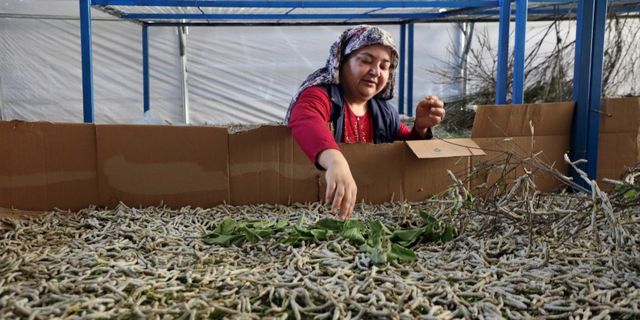 Muğla'da ipekböcekçiliği üretimi