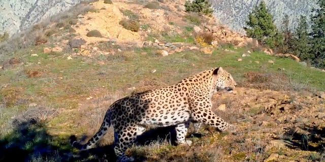 Anadolu leoparı yeniden görüntülendi (Video)