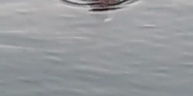 Marmara Denizi’nde su maymunu görüntülendi