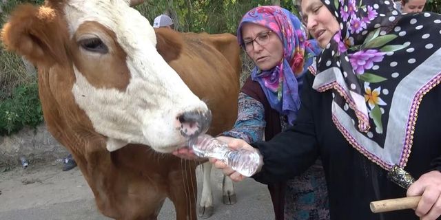 Susuz kalan köylü yol kapattı, pet şişeyle ineklerine su içirdi