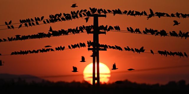 Kuşlar gün batımında elektrik tellerine kondu