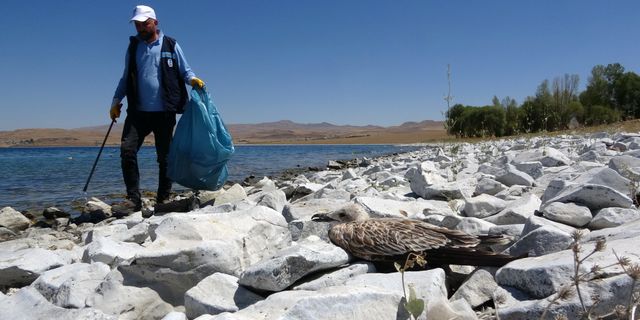 Van Gölü'ndeki martı ölümleri tedirgin etti