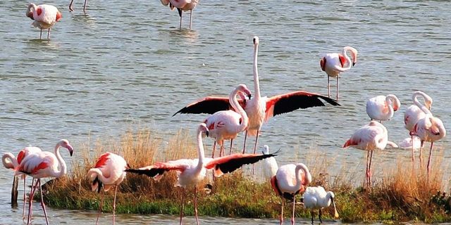 Hersek Lagünü’nde flamingoların görsel şöleni