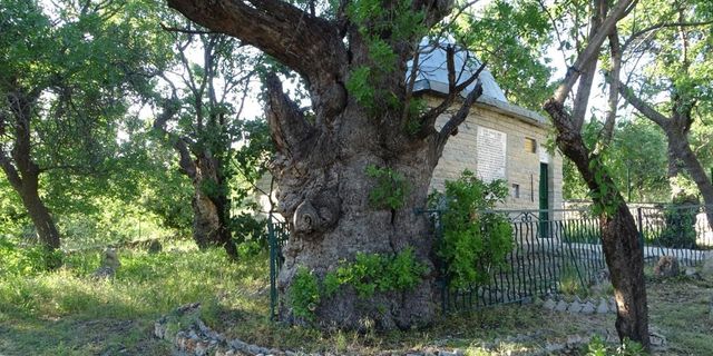 800 yıllık ‘Menengiç ağacı’ zamana direniyor
