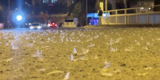 Sineklerin ‘ölüm dansı’ başladı