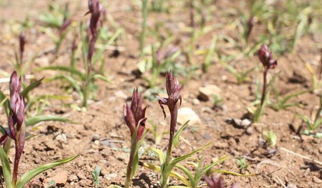 Ergani’de salep yetiştiriciliğine 1 milyon 507 bin 128 TL tahsis edildi